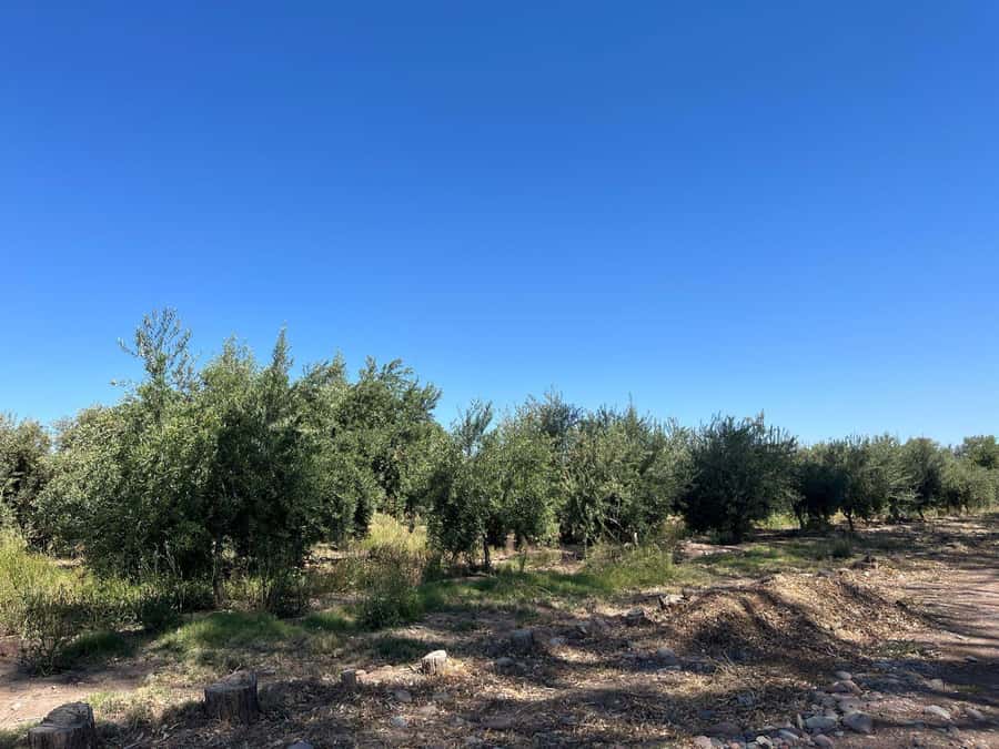 From Mendoza: 3 Wineries, Olive Oil Factory Tour & Tasting - Why Maipú works so well for a half-day wine tour