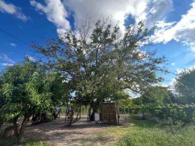 3 Wineries, Olive Oil Factory Tour & Tasting