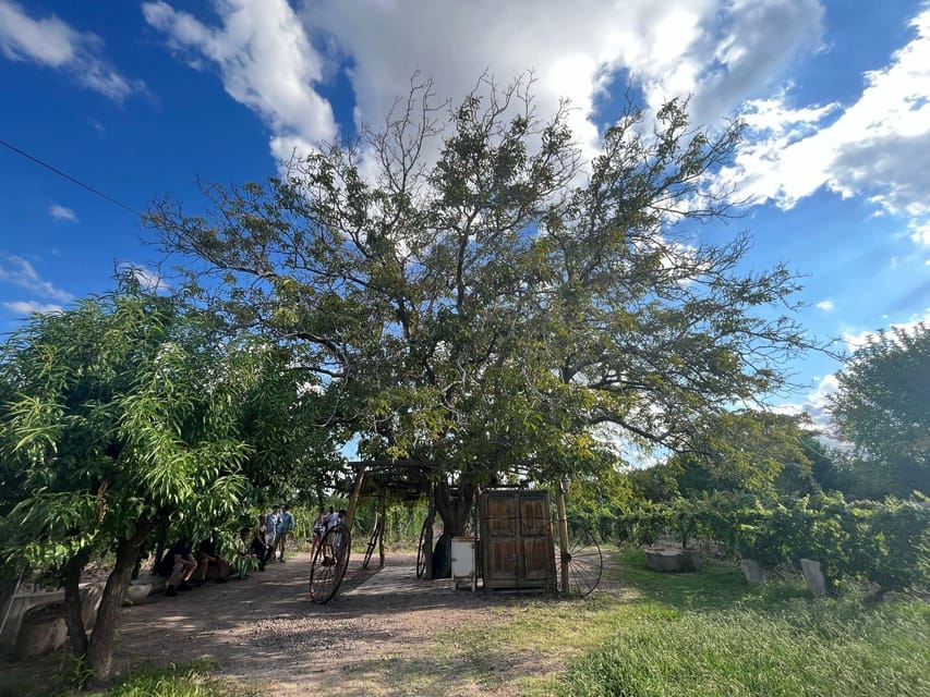 From Mendoza: 3 Wineries, Olive Oil Factory Tour & Tasting - Timing, comfort, and the bilingual format