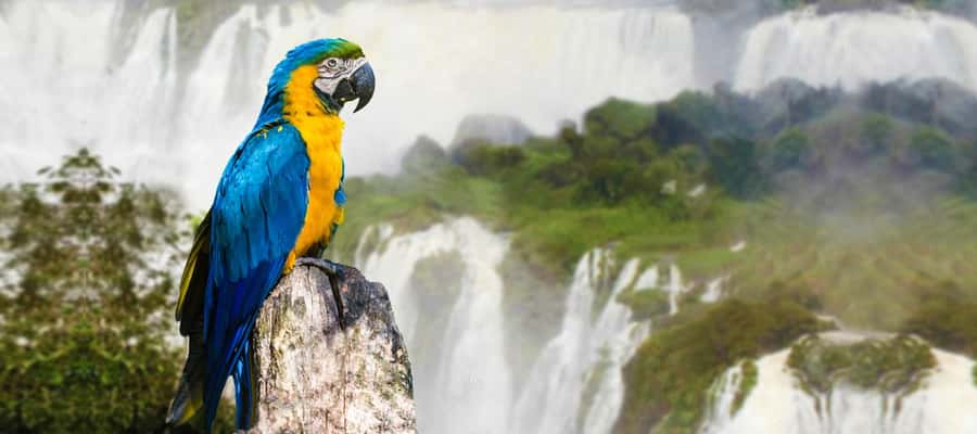 From Puerto Iguazu: Half-Day Brazilian Falls Excursion - Leaving Puerto Iguazu between 8:30 and 9:30 AM