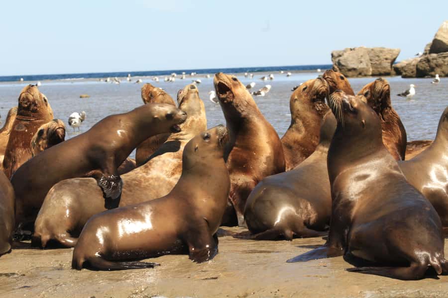 From Puerto Madryn: City and Punta Loma Tour - My call: book it for wildlife, not for a full city tour