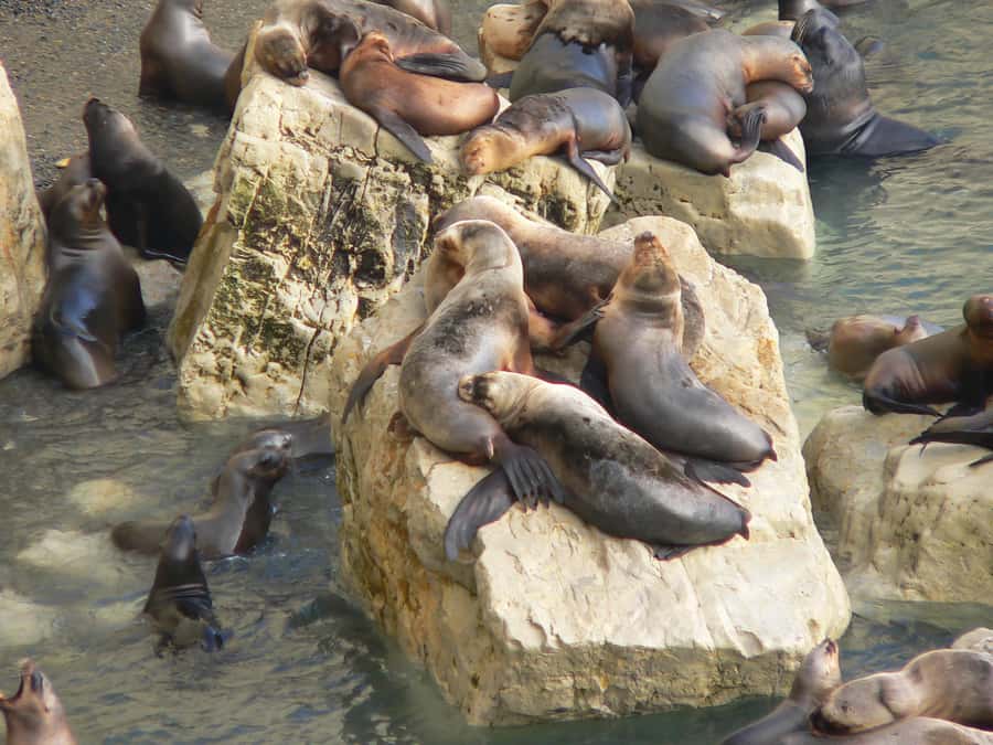 From Puerto Madryn: City and Punta Loma Tour - Watching sea lions from the cliffs