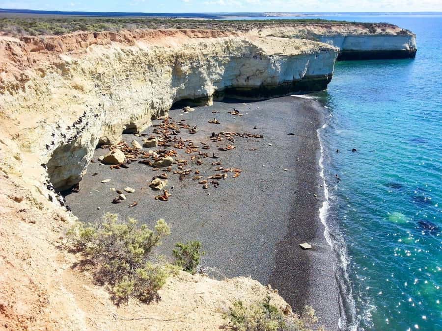 From Puerto Madryn: City and Punta Loma Tour - Black cormorants and the value of a guide