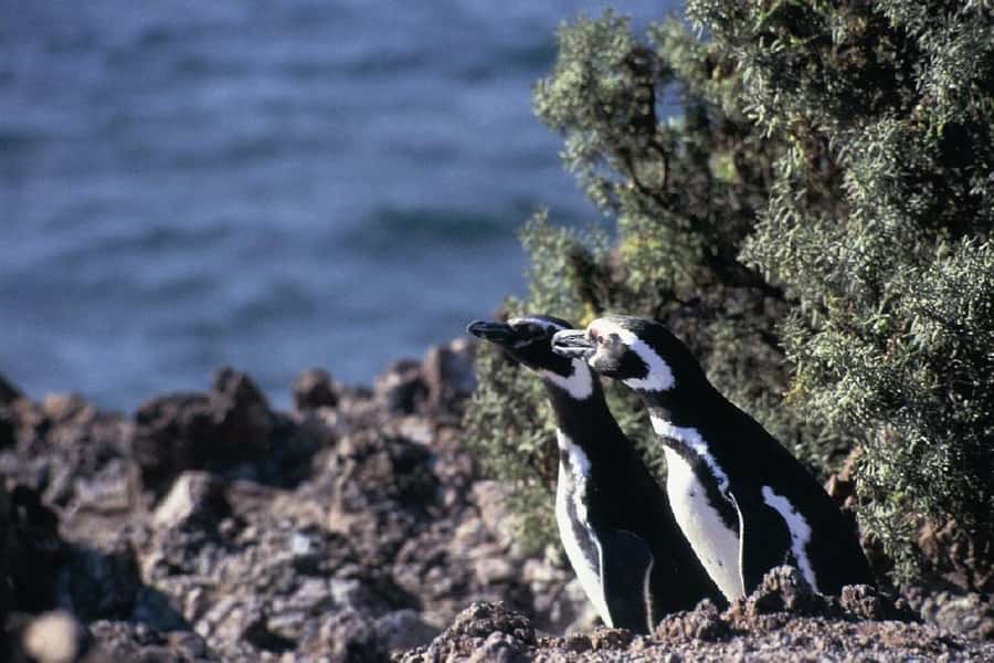 From Puerto Madryn: Full Day Excursion to Punta Tombo - Lunch at the reserve