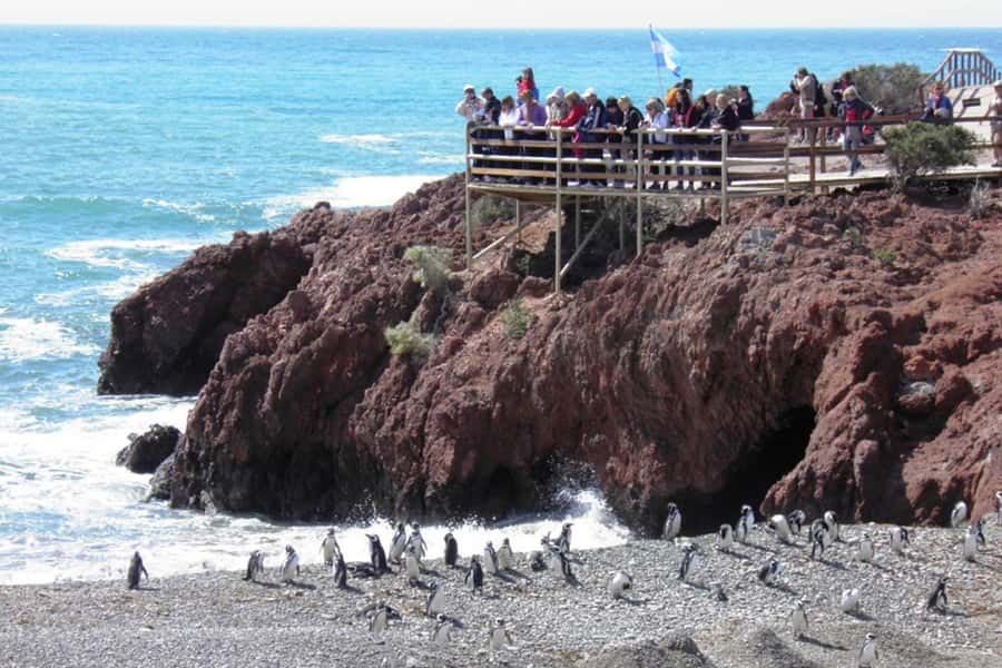 From Puerto Madryn: Full Day Excursion to Punta Tombo - Price, reserve fees, and overall value
