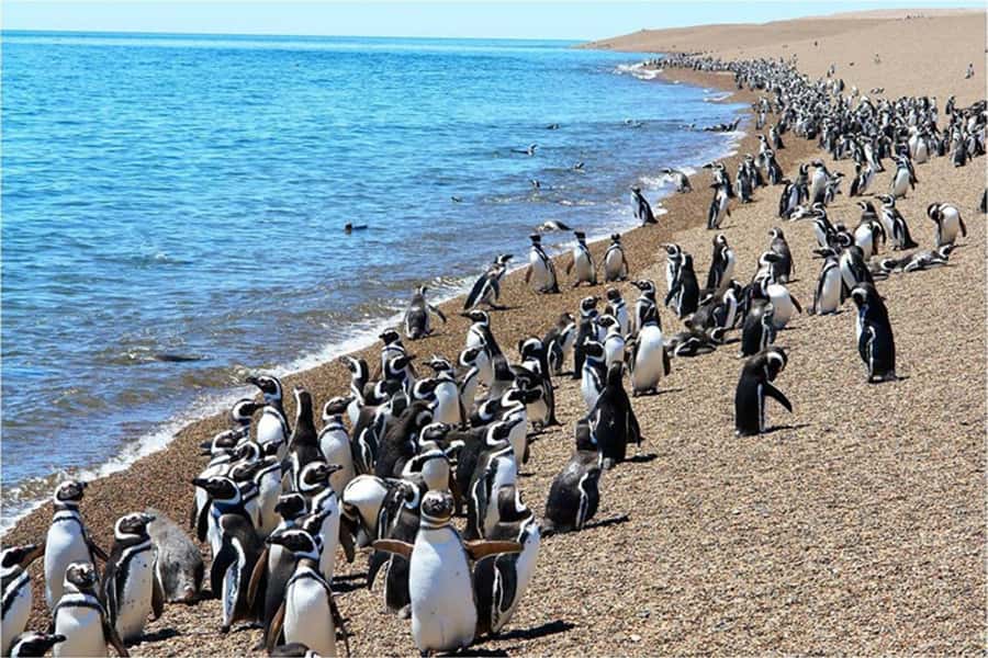 From Puerto Madryn: Full Day Excursion to Punta Tombo - Guide quality and a practical booking warning