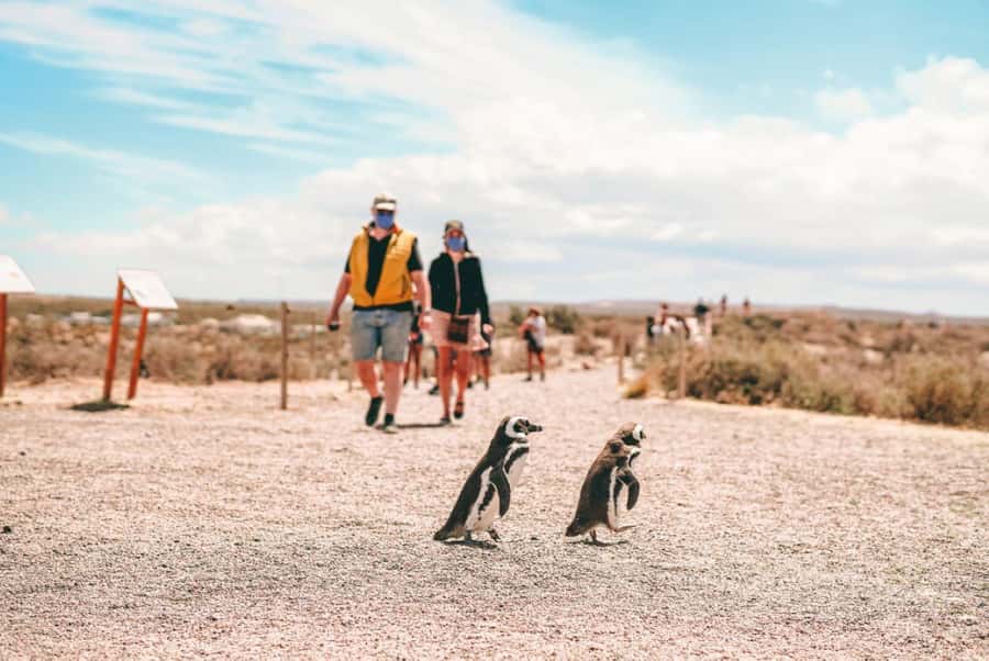 From Puerto Madryn: Full Day Excursion to Punta Tombo - Pickup, port limits, and cancellation terms