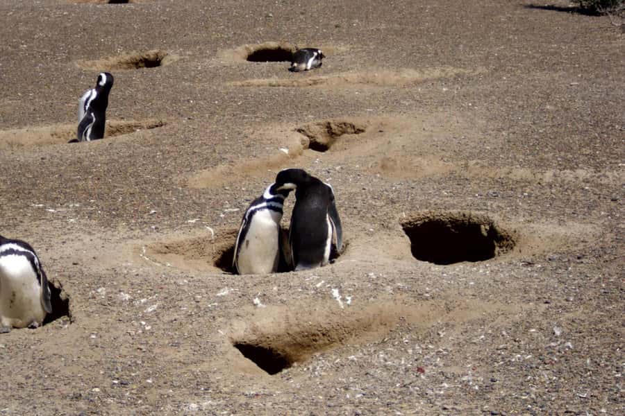 From Puerto Madryn: Full Day Excursion to Punta Tombo - The morning drive across the Patagonian Steppe