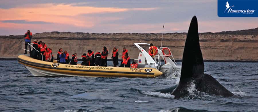 From Puerto Madryn: Full-Day Valdes Peninsula Tour - Key points to know before you book