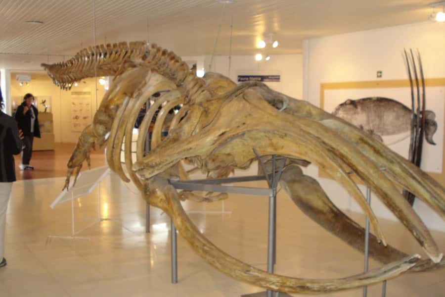 From Puerto Madryn: Full-Day Valdes Peninsula Tour - Who should book this Valdes Peninsula tour?