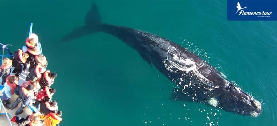 From Puerto Madryn: Full-Day Valdes Peninsula Tour - Salt lakes below sea level