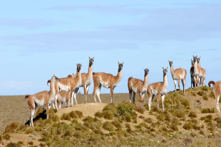 From Puerto Madryn: Full-Day Valdes Peninsula Tour - Caleta Valdes and elephant seals