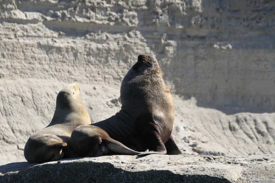From Puerto Madryn: Full-Day Valdes Peninsula Tour - What the $150 price really covers
