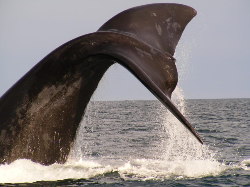 From Puerto Madryn: Full-Day Valdes Peninsula Tour - How to prepare for ten hours outside