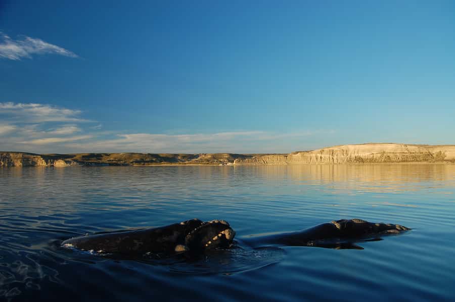 From Puerto Madryn: Full-Day Valdes Peninsula Tour - Puerto Piramides and the optional boat trip