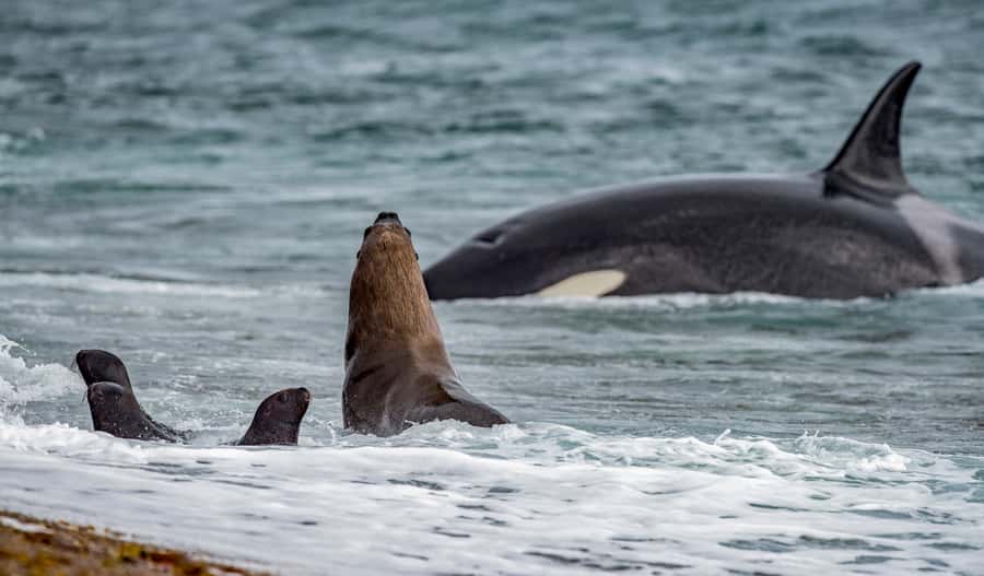 From Puerto Madryn: Penguin Tour & Península Valdés Day Trip - Key points to know before you book