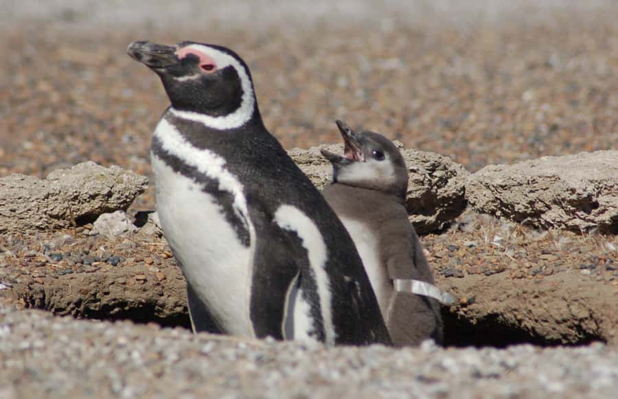 From Puerto Madryn: Penguin Tour & Península Valdés Day Trip - Why San Lorenzo is the heart of the day