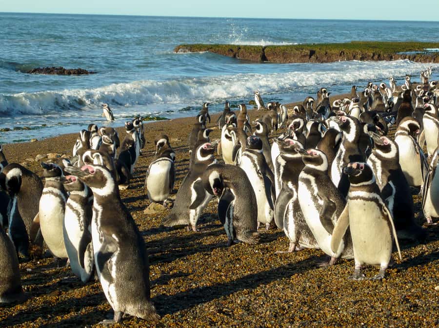 From Puerto Madryn: Penguin Tour & Península Valdés Day Trip - Lunch at a Patagonian ranch
