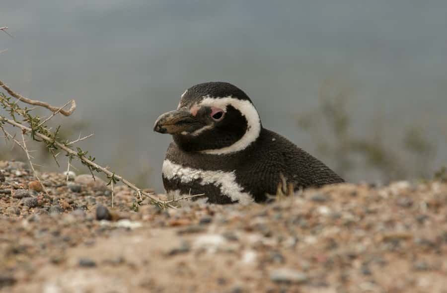 From Puerto Madryn: Penguin Tour & Península Valdés Day Trip - Punta Norte: seals, elephant seals, and a slim orca chance