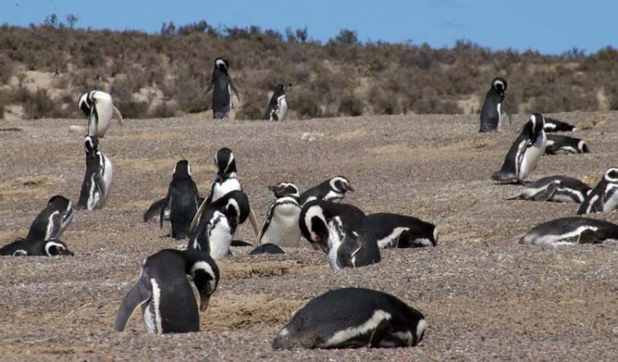 From Puerto Madryn: Penguin Tour & Península Valdés Day Trip - Wildlife between the scheduled stops