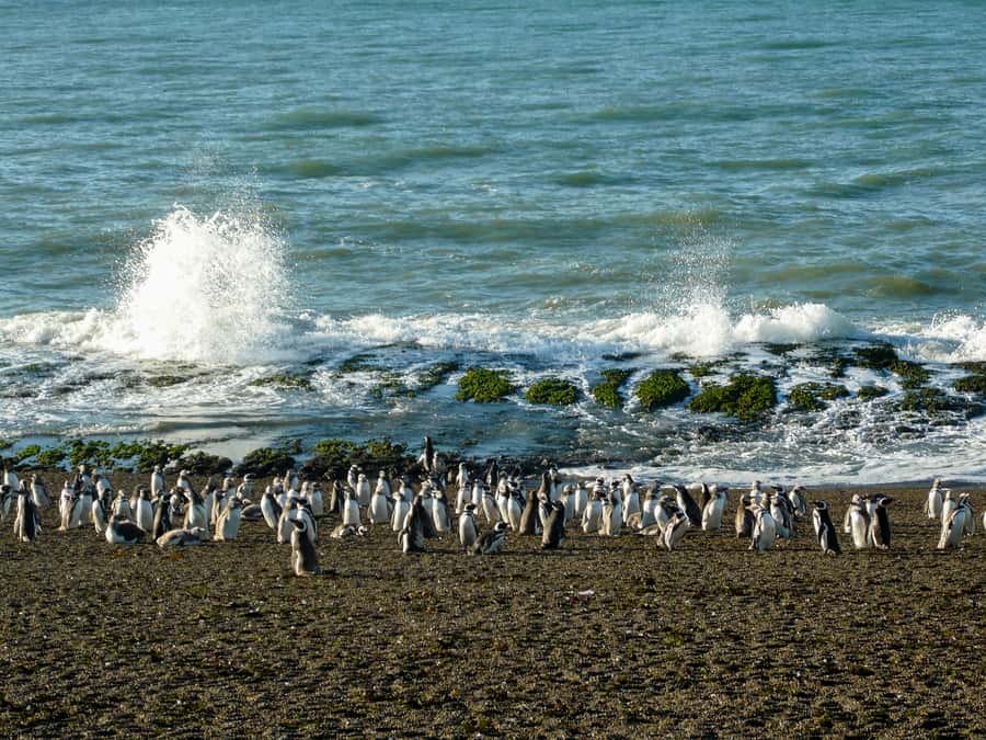 From Puerto Madryn: Penguin Tour & Península Valdés Day Trip - Who should book this experience?