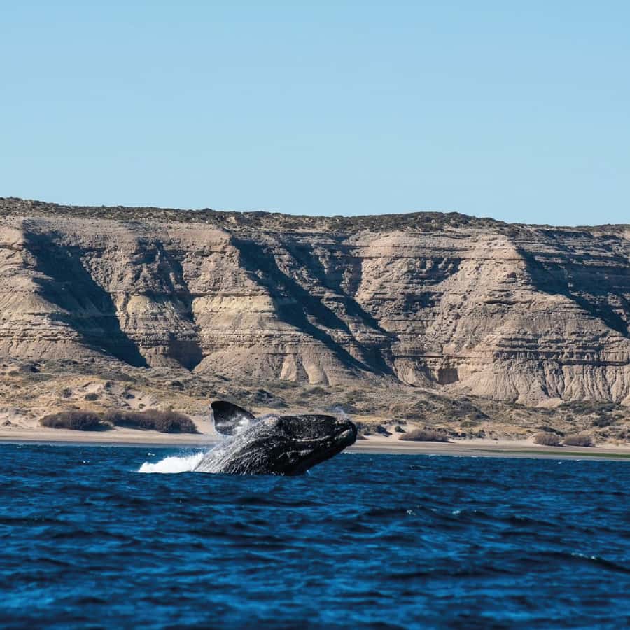 From Puerto Madryn: Peninsula Valdés Shore Excursion - Key points before you book