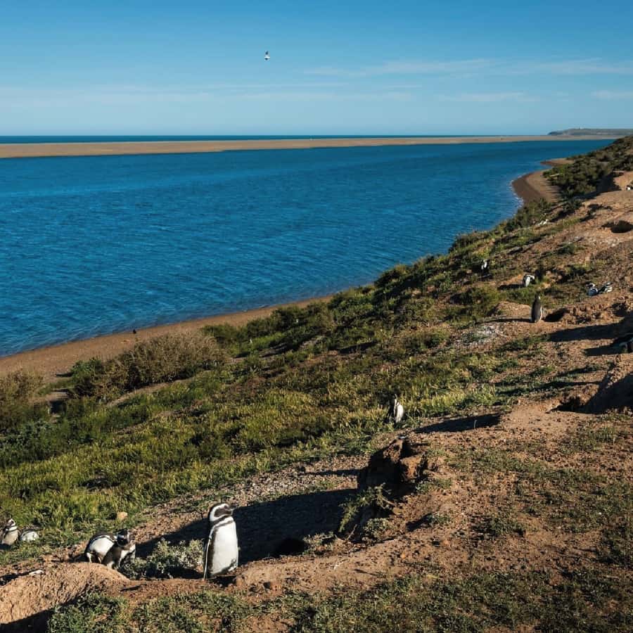 From Puerto Madryn: Peninsula Valdés Shore Excursion - Why Peninsula Valdés is worth the long ride