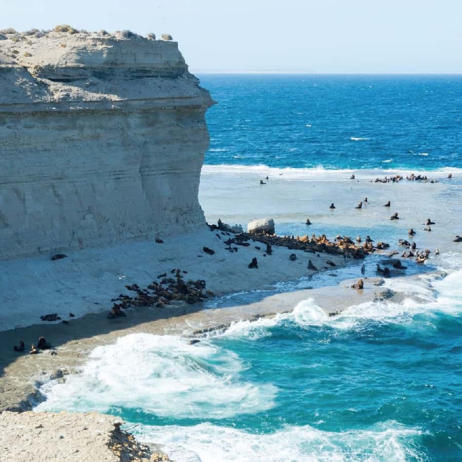 From Puerto Madryn: Peninsula Valdés Shore Excursion - Punta Norte and the chance of orcas