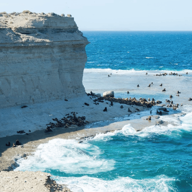 From Puerto Madryn: Peninsula Valdés Shore Excursion - The land animals are not a consolation prize
