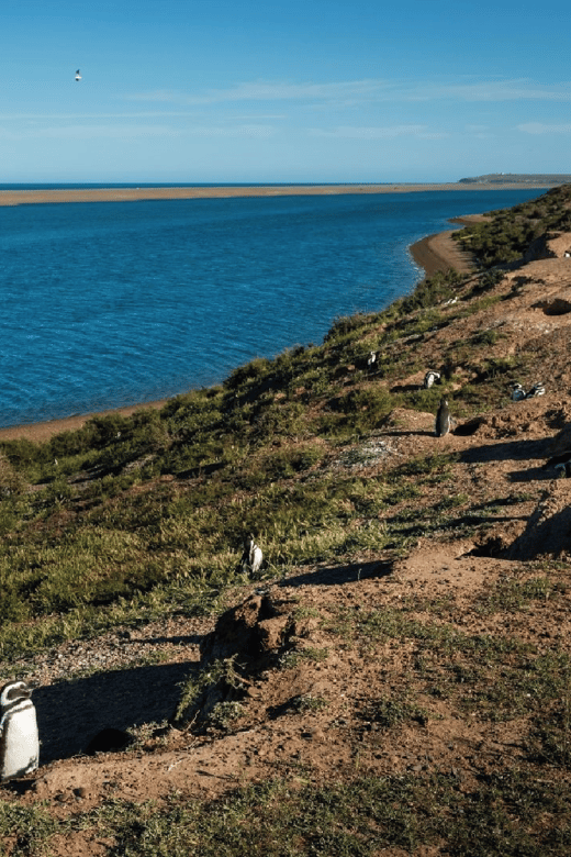 From Puerto Madryn: Peninsula Valdés Shore Excursion - Cruise passengers should watch the clock