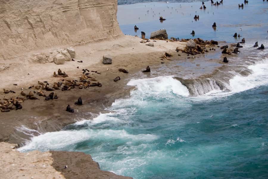 From Puerto Madryn: Valdes Peninsula Full-Day Tour - Why this peninsula deserves a full day