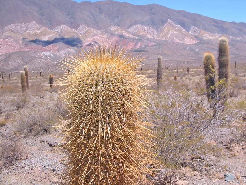 From Salta: 3-Day Cafayate, Cachi, and Humahuaca Guided Trip - Five things to know before you book