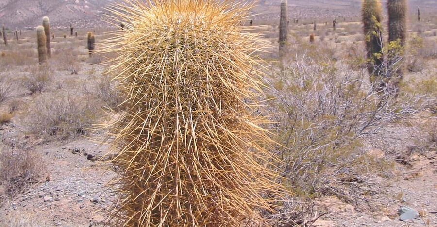 From Salta: 3-Day Cafayate, Cachi, and Humahuaca Guided Trip - What the guiding adds