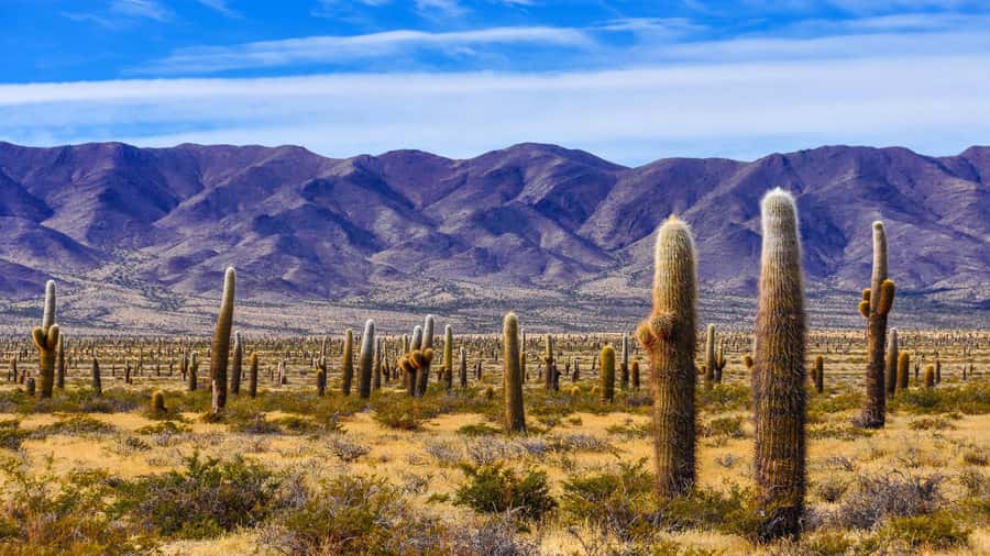 From Salta: Cachi and Los Cardones National Park Tour - The high point at the Windmill Stone