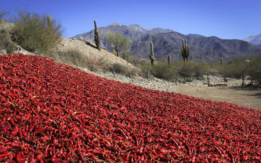 From Salta: Cafayate, Cachi and Salinas Grandes in 3 days - Cachi via Quebrada de Escoipe