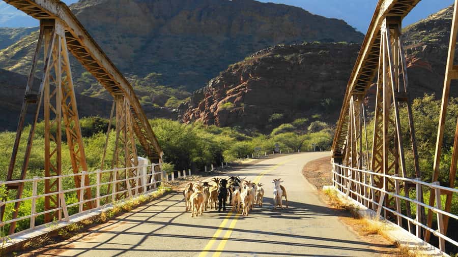 From Salta: Day Trip to Cafayate - Should you book it?