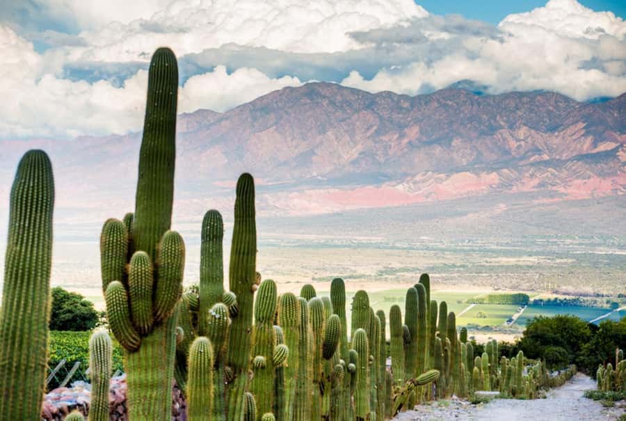 From Salta: Day Trip to Cafayate - Cafayate, Torrontés, and the winery visit