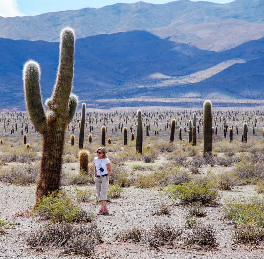 From Salta: Full-Day Scenic Tour to Cachi - Climbing the Cuesta del Obispo