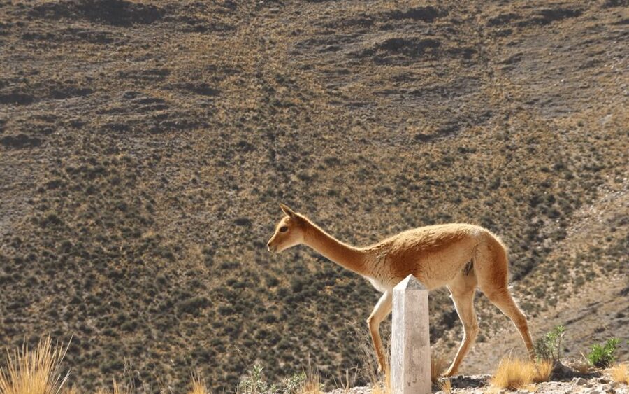 From Salta: Full-Day Tours of Cachi and Salinas Grandes - What the guide adds to long days on the road
