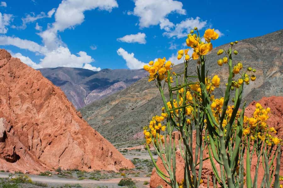 From Salta: Full-Day Trip to Salinas Grandes and Purmamarca - Salinas Grandes: white salt, blue sky, and photo time