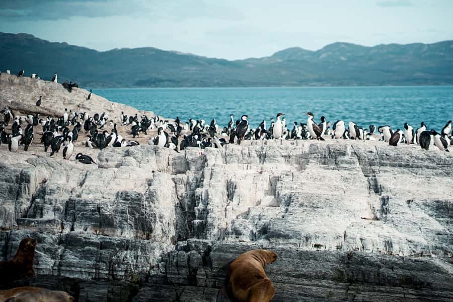 From Ushuaia: Beagle Channel Catamaran Tour - Key points to know before sailing