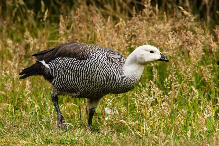 From Ushuaia: Discover Tierra del Fuego National Park - Wildlife: What You Might See
