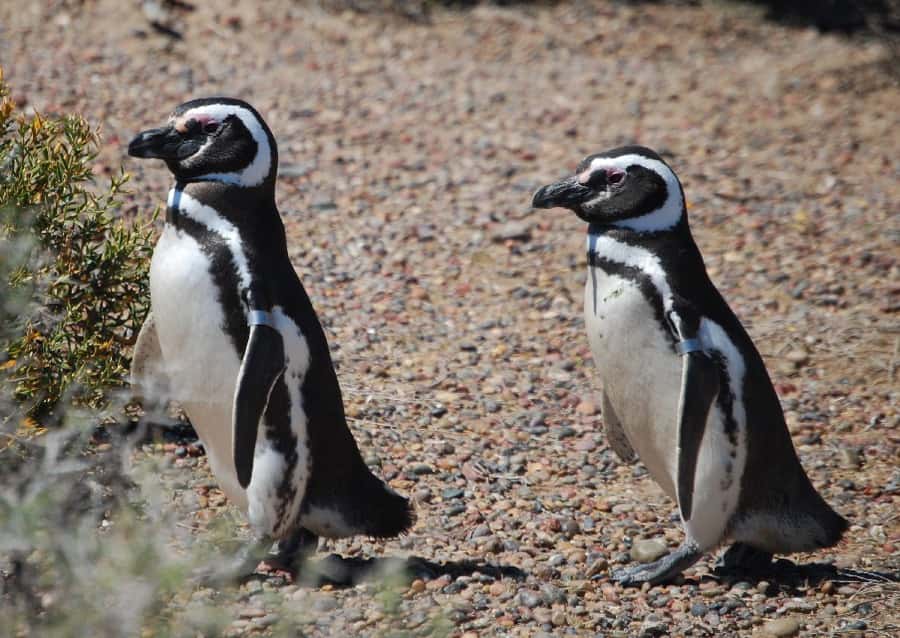 From Ushuaia: Penguin Watching Tour by Catamaran - Sea lions at Isla de los Lobos