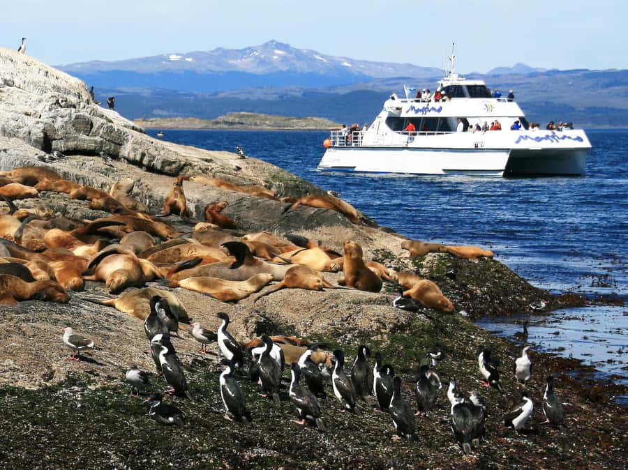From Ushuaia: Penguin Watching Tour by Catamaran - Reaching the Magellanic penguins on Martillo Island