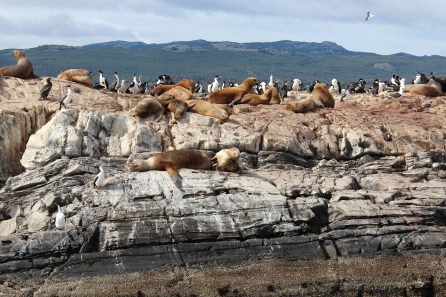 From Ushuaia: Penguin Watching Tour by Catamaran - The catamaran, crowding, and comfort