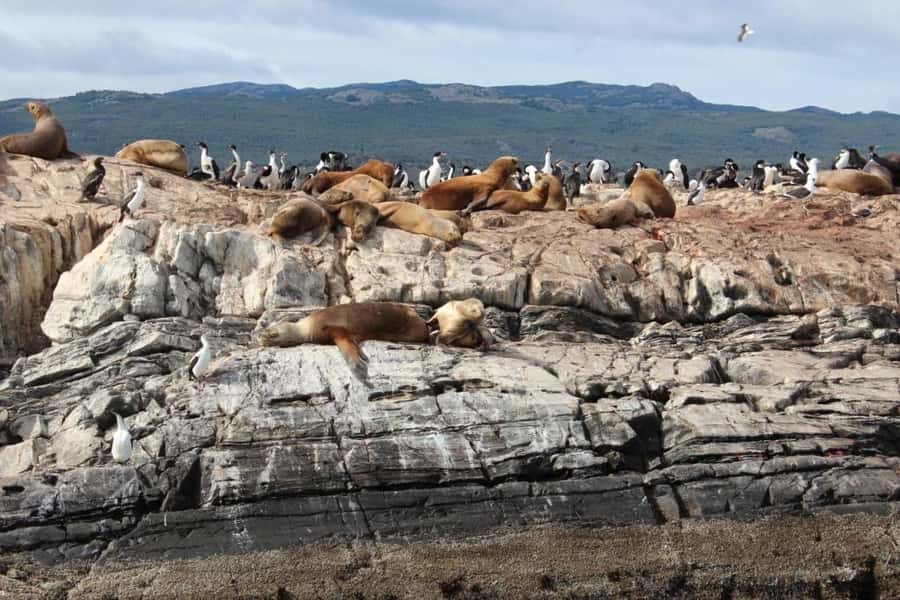 From Ushuaia: Penguin Watching Tour by Catamaran - Mountain views across the Beagle Channel