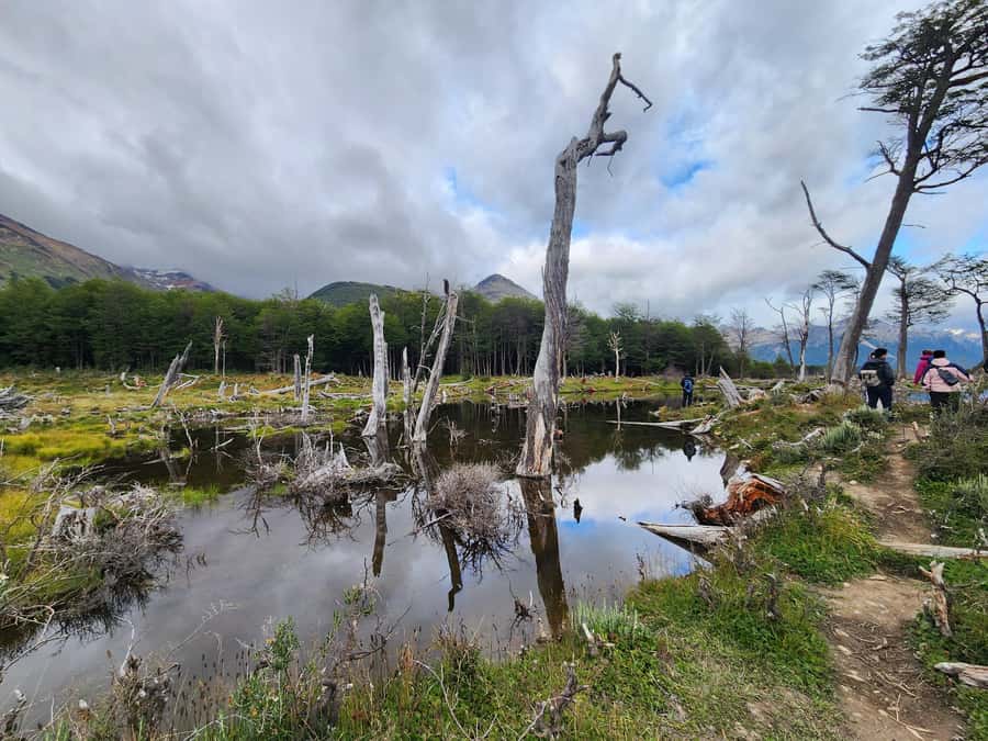 From Ushuaia: Tierra del Fuego Emerald Lagoon Trekking Tour - Forest and Valley Walking Along the Esmeralda River