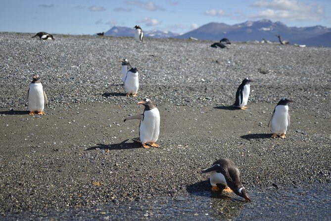 Full-Day Gable Island Eco-Adventure in the Beagle Channel - Paddling the Beagle Channel for 90 minutes