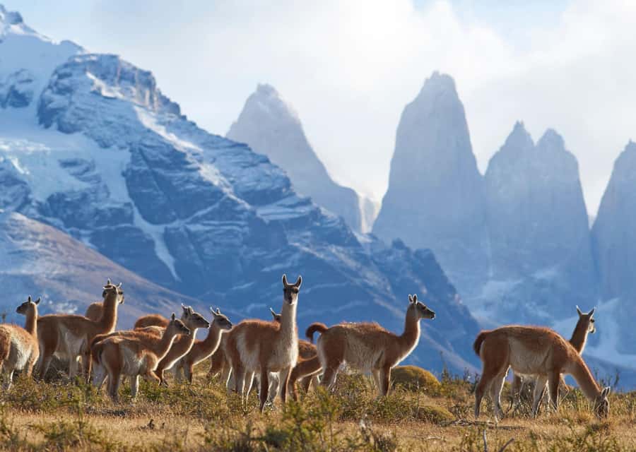 Full-Day Torres del Paine National Park from El Calafate - Key points to know before you book