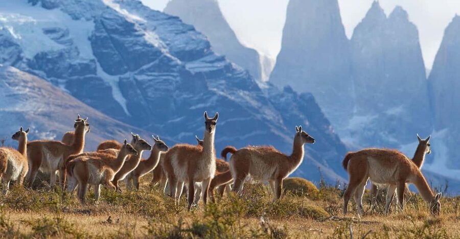 Full-Day Torres del Paine National Park from El Calafate - Salto Grande, Nordenskjöld, and the southern lakes